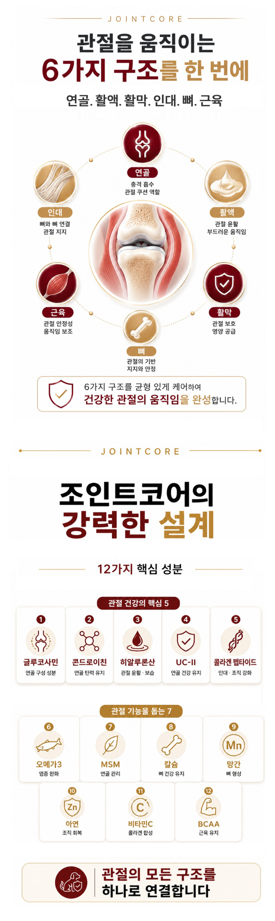 강아지관절 3.png
